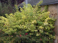 Cornouiller Blanc 'Gouchaultii' Cornus Alba Pot 3L Feuillage Panaché