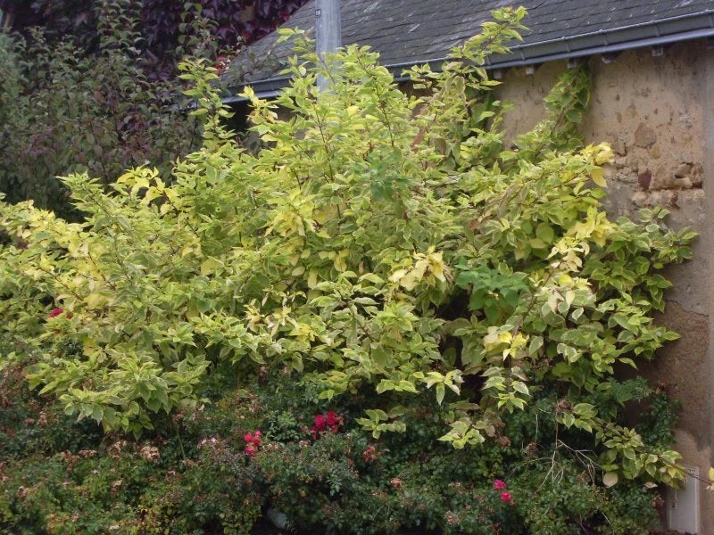 Cornouiller Blanc 'Gouchaultii' Cornus Alba Pot 3L Feuillage Panaché