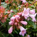 Abelia 'Edward Goucher' 🌸 Pot 3 Litres - 40/60 cm - Arbuste Semi-Persistant -