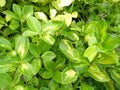 Fusain du Japon 'Duc d'Anjou' (Euonymus) - Pot 3L - Feuillage Panaché jaune