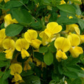 Coronille des jardins Coronilla emerus Pot 3 litre 60/80 Coronille des jardins