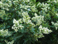 ligustrum ovalifolium pot 3 litres 60/80 cm troéne de californie