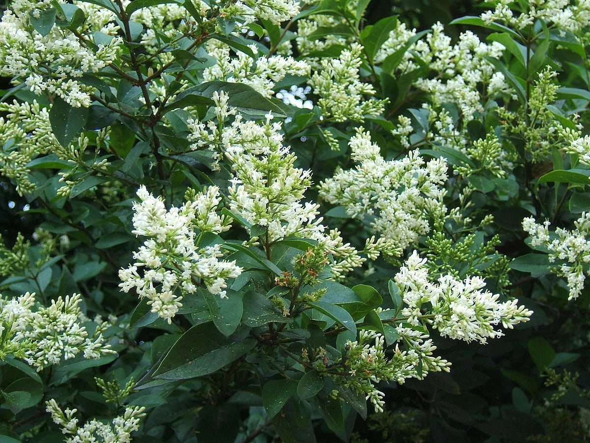 ligustrum ovalifolium pot 3 litres 60/80 cm troéne de californie