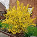 Forsythia x intermedia lynwood Pot 3 litre 60/80 cm