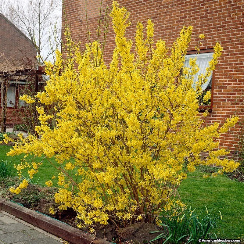 Forsythia x intermedia lynwood Pot 3 litre 60/80 cm