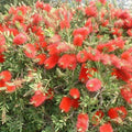 Callistemon Inferno Rouge Vif Rince-Bouteilles Pot 3L 40/60cm Arbuste Méditerran