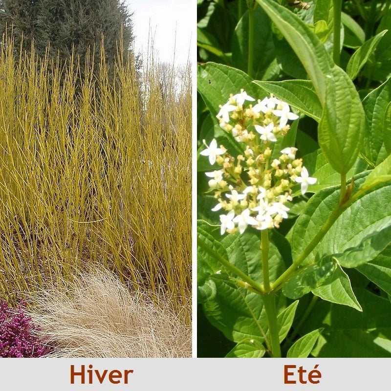 Cornouiller à Bois Jaune 'Flaviramea' (Cornus Stolonifera) - Pot 3L - Bois Déco