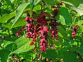 Arbre aux Faisans Leycesteria Formosa Pot 3L Fleurs & Baies Déco
