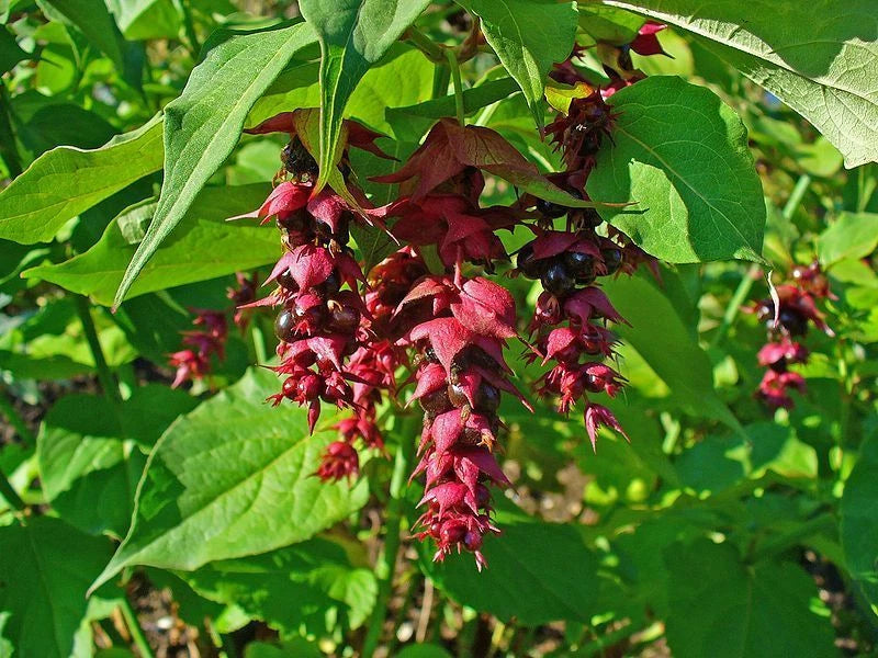 Arbre aux Faisans Leycesteria Formosa Pot 3L Fleurs & Baies Déco