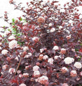 Physocarpus Opulifolius Red Baron Pot 3L | Feuillage Pourpre Intense Rustique