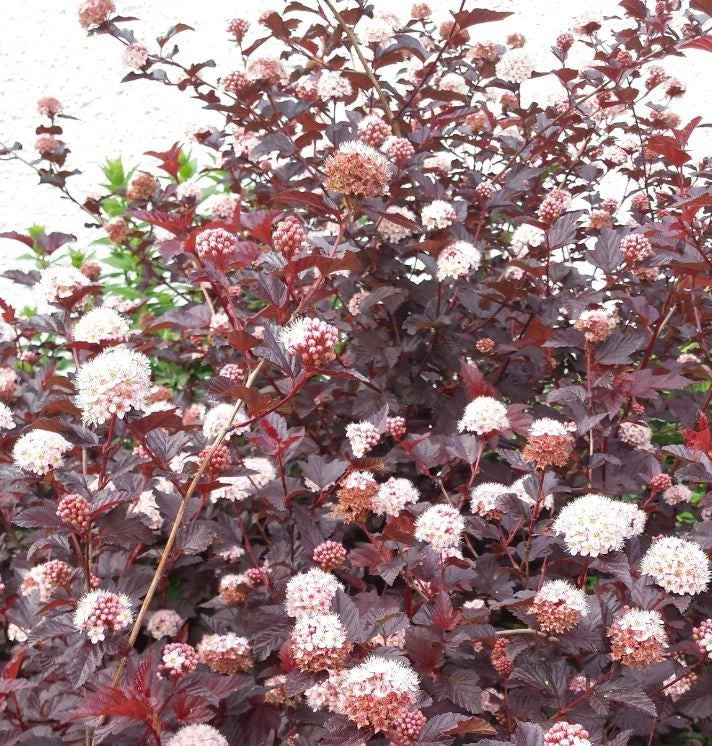 Physocarpus Opulifolius Red Baron Pot 3L | Feuillage Pourpre Intense Rustique