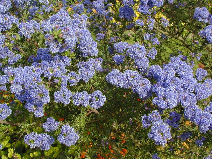 Céanothe 'Victoria' (Ceanothus Impressus) - Pot 3L - Fleurs Bleu Vif Printemps