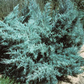 Genévrier Pfitzer Glauca Pot 3L 30/40cm Rampant Couvre-Sol Bleu
