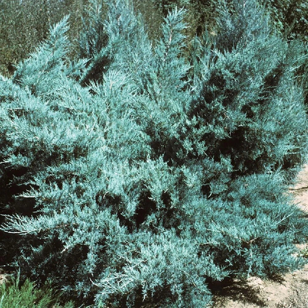 Genévrier Pfitzer Glauca Pot 3L 30/40cm Rampant Couvre-Sol Bleu