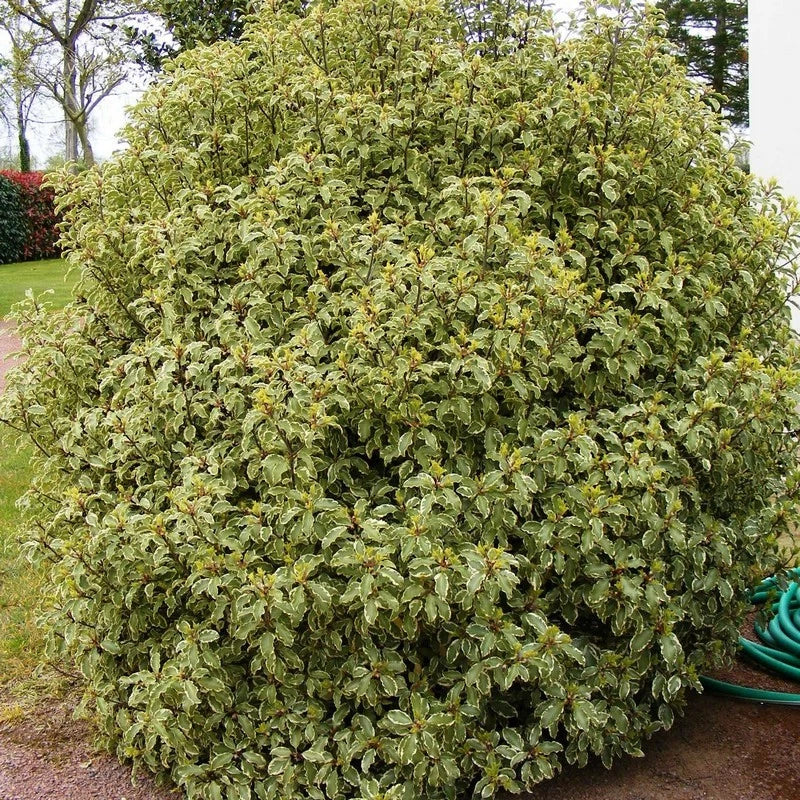 Pittosporum Panaché (Pot 3L) - 'Variegatum' - Feuillage Persistant Lumineux