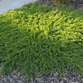 🌲 Genévrier 'Prince of Wales' - Couvre-Sol Robuste pot 3 litres 30/40 cm