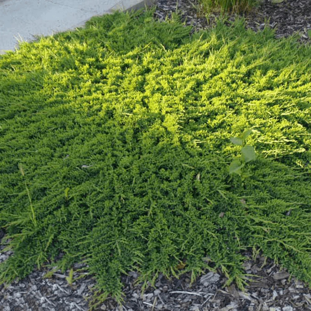 🌲 Genévrier 'Prince of Wales' - Couvre-Sol Robuste pot 3 litres 30/40 cm