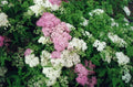 Spirée du Japon 'Shirobana' (Spiraea Japonica) - Pot 3L - Fleurs Bicolores Rose