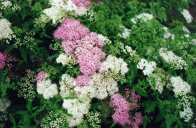 Spirée du Japon 'Shirobana' (Spiraea Japonica) - Pot 3L - Fleurs Bicolores Rose