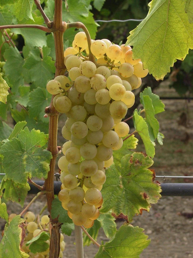 Vigne de Table 'Ora' Pot 3L 90/120cm Raisin Blanc Précoce Sans Pépins