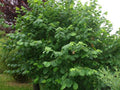 Noisetier Commun Corylus Avellana Pot 3L 60/80cm Arbuste Sauvage Noisettes Rustique