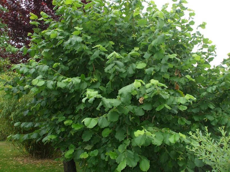 Noisetier Commun Corylus Avellana Pot 3L 60/80cm Arbuste Sauvage Noisettes Rustique