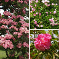 Rosier de Banks Rosea Plena Pot 3L 90/120 cm | Grimpant Vigoureux Sans Épines