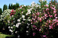 Laurier rose pot 3 litres 60 cm