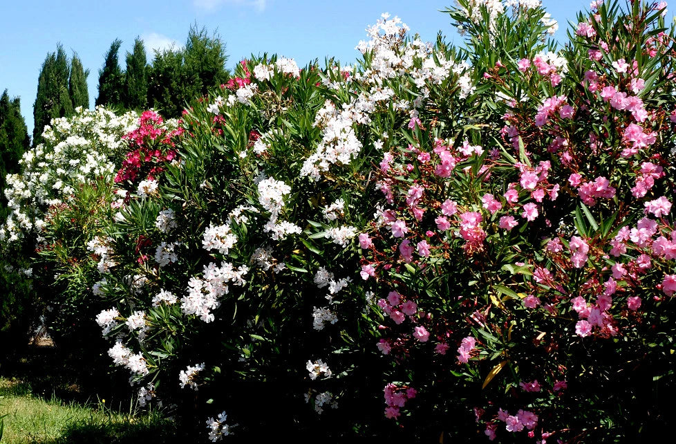 Laurier rose pot 3 litres 60 cm