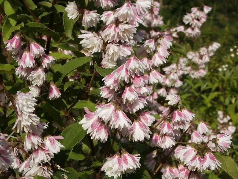Deutzia scabra 'Pride of Rochester' 🌸 Pot 3 Litres - 60/80 cm - Fleurs Blanches