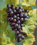 VIGNE Muscat de Hambourg 90/120cm Pot 3L - Raisin de Table Fruitier