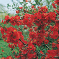 Cognassier du Japon 'Texas Scarlet' - Pot 3L - Fleurs Rouges Vives Hâtives