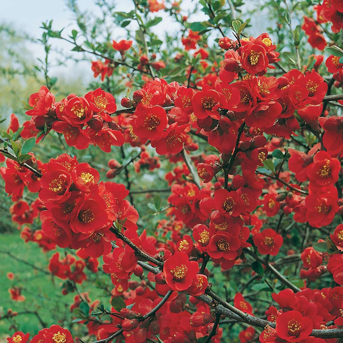 Cognassier du Japon 'Texas Scarlet' - Pot 3L - Fleurs Rouges Vives Hâtives