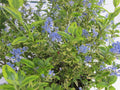 Céanothe Panaché Variegatus Pot 3L Feuillage Jaune Bleu Fleurs Été