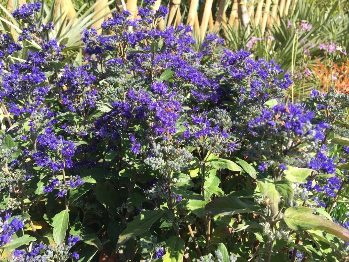 Caryopteris 'First Choice' - Spirée Bleue 🦋 Pot 3L - Floraison Bleue Tardive -