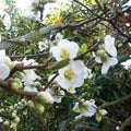 Chaenomeles speciosa 'Nivalis' 🌸 Cognassier du Japon BLANC - Pot 3 Litres -