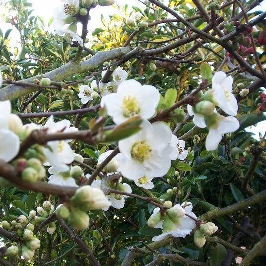 Chaenomeles speciosa 'Nivalis' 🌸 Cognassier du Japon BLANC - Pot 3 Litres -