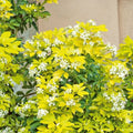 Oranger Mexique CHOISYA Sundance Pot 3L Arbuste Jaune Vif Parfumé Persistant