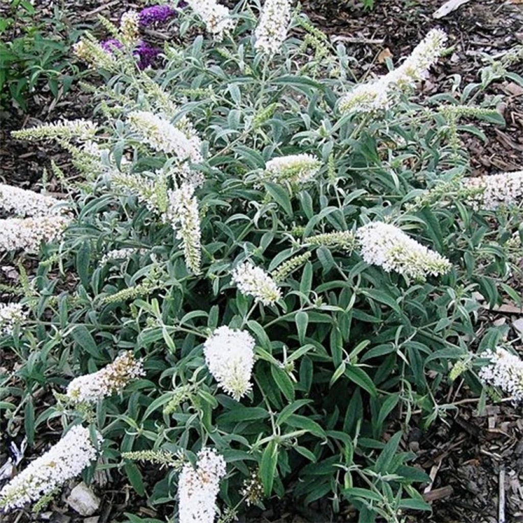 Arbre aux Papillons Blanc POT 3L Buddleja Davidii White Fleurs