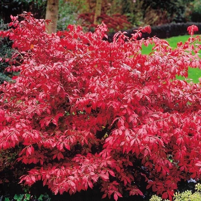 Fusain Ailé Euonymus Alatus Pot 3L | Couleur Rouge Écarlate Automne Feuillage