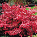 Fusain Ailé Euonymus Alatus Pot 3L | Couleur Rouge Écarlate Automne Feuillage