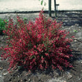 Genêt Boskoop Ruby POT 3L Cytisus Scoparius Rouge Rubis Rustique