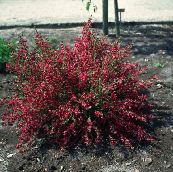 Genêt Boskoop Ruby POT 3L Cytisus Scoparius Rouge Rubis Rustique