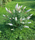 Buddleia 'Free Petite Snow White' 🤍 Pot 3L - Lilas des Papillons NAIN BLANC - C