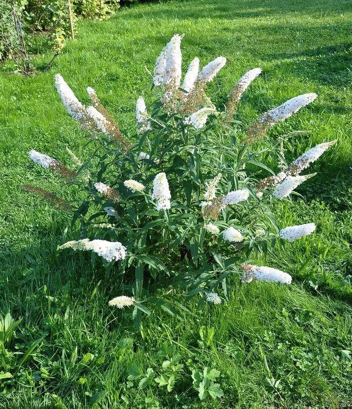 Buddleia 'Free Petite Snow White' 🤍 Pot 3L - Lilas des Papillons NAIN BLANC - C