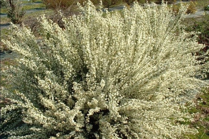 Genêt précoce blanc CYTISUS x praecox Albus pot 3 litres