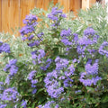 Caryopteris Heavenly Blue POT 3L Spirée Bleue Fleurit Été-Automne