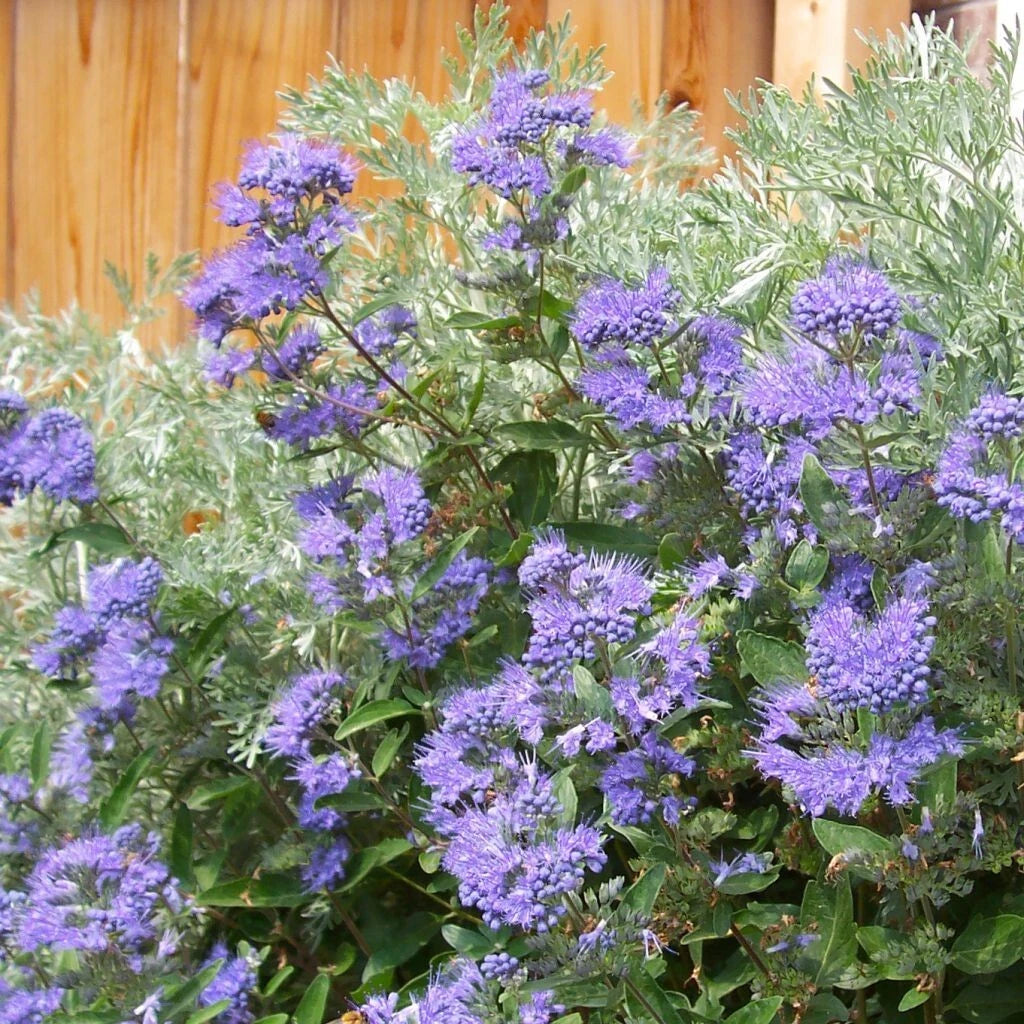 Caryopteris Heavenly Blue POT 3L Spirée Bleue Fleurit Été-Automne
