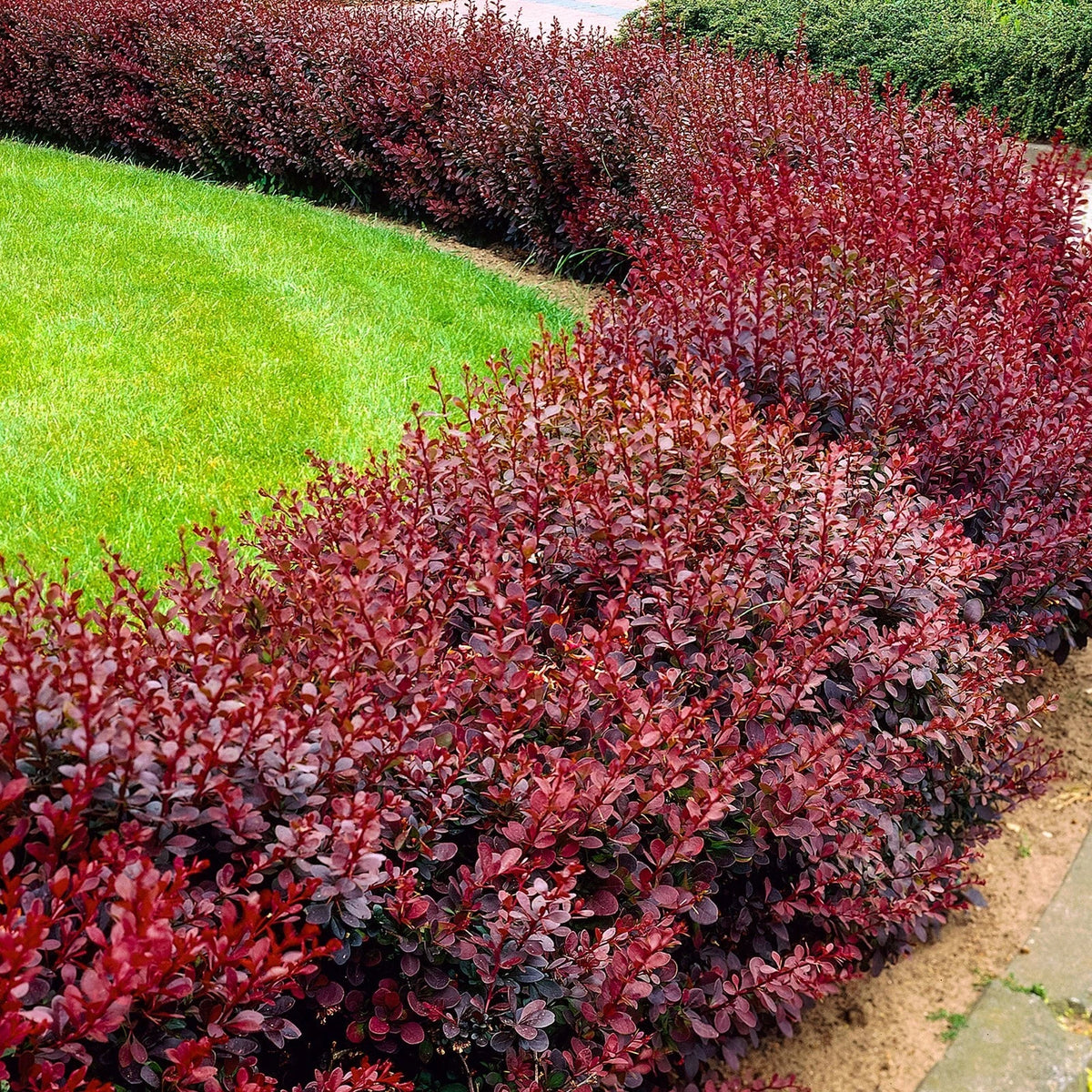 Berberis Thunbergii 'Atropurpurea' | Épineux Feuillage Pourpre | Pot 3L