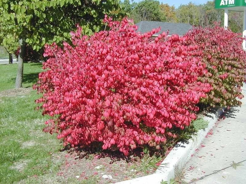 Fusain Ailé Nain 'Compactus' Euonymus | Couleurs Automne Rouge Feu | Pot 3L